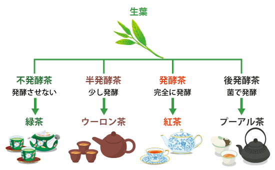 製造方法によるお茶の分類