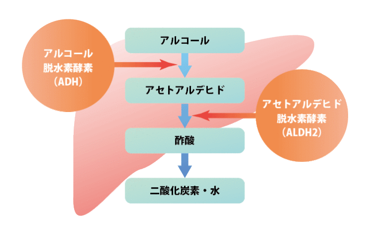 アルコールの分解のしくみ