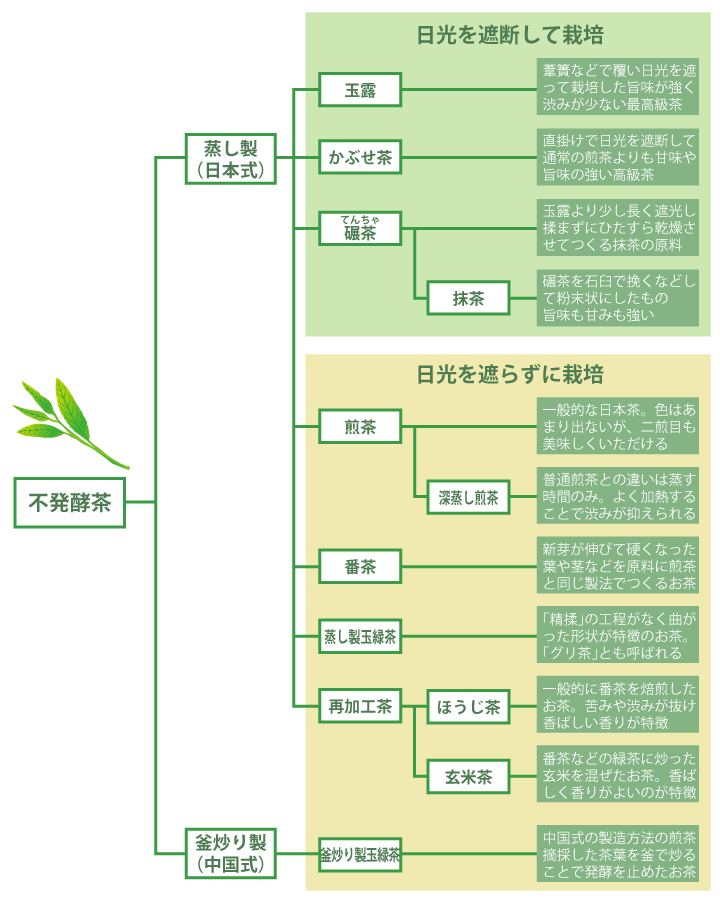 不発酵茶の種類と特徴