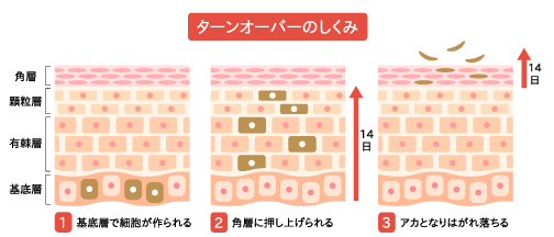 肌のターンオーバー