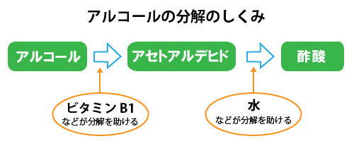 アルコールの分解のしくみ