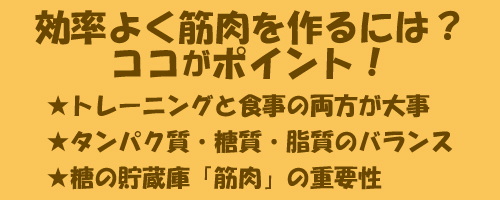 効率よく筋肉を作るには？ココがポイント！