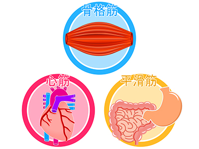 骨格筋　心筋　平滑筋