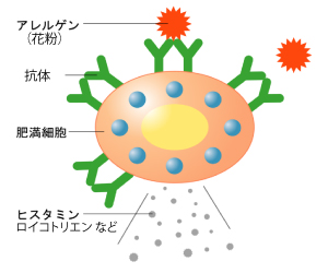 花粉症の仕組み