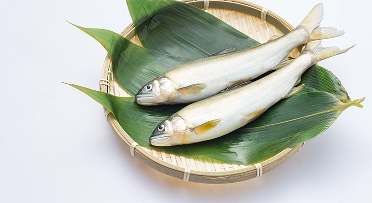 香りを食べる魚「鮎」の旬と栄養